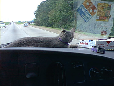 Misty on the dashboard