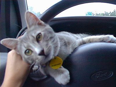 Misty on the steering column