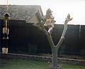 Tree climbing