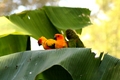 Cypress Gardens Birds