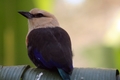 Cypress Gardens Birds