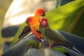 Cypress Gardens Birds