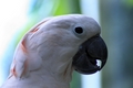 Cypress Gardens Cockatoo