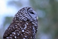 Silver Springs Barred owl