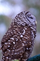 Silver Springs Barred Owl