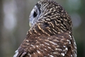 Silver Springs Barred Owl