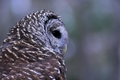 Silver Springs Barred Owl