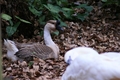 Silver Springs Birds