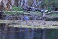 Silver Springs Birds