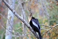 Silver Springs Birds