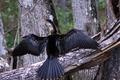 Silver Springs Birds