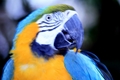 Parrot