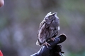 Silver Springs Screech Owl