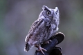 Silver Springs Screech Owl