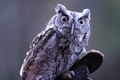 Silver Springs Screech Owl