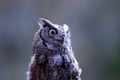 Silver Springs Screech Owl