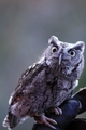 Silver Springs Screech Owl