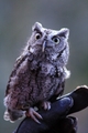 Silver Springs Screech Owl