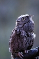 Silver Springs Screech Owl