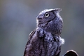 Silver Springs Screech Owl