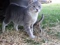 Barn Cats