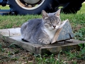 Barn Cats