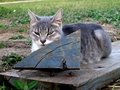 Barn Cats