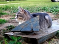 Barn Cats