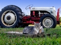 Barn Cats