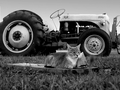 Barn Cats