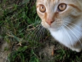 Barn Cats