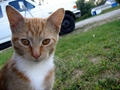 Barn Cats