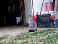 Barn Cats