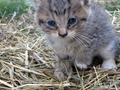 Barn Cats