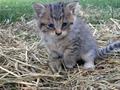 Barn Cats