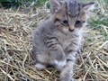 Barn Cats