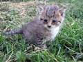 Barn Cats