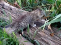 Barn Cats