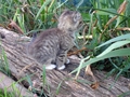 Barn Cats