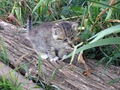 Barn Cats