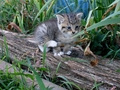 Barn Cats