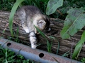 Barn Cats