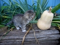 Barn Cats