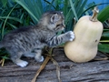 Barn Cats