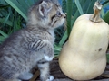 Barn Cats