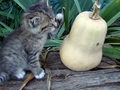 Barn Cats