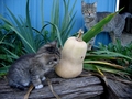 Barn Cats