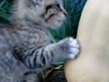 Barn Cats