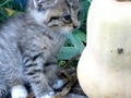 Barn Cats