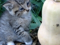 Barn Cats